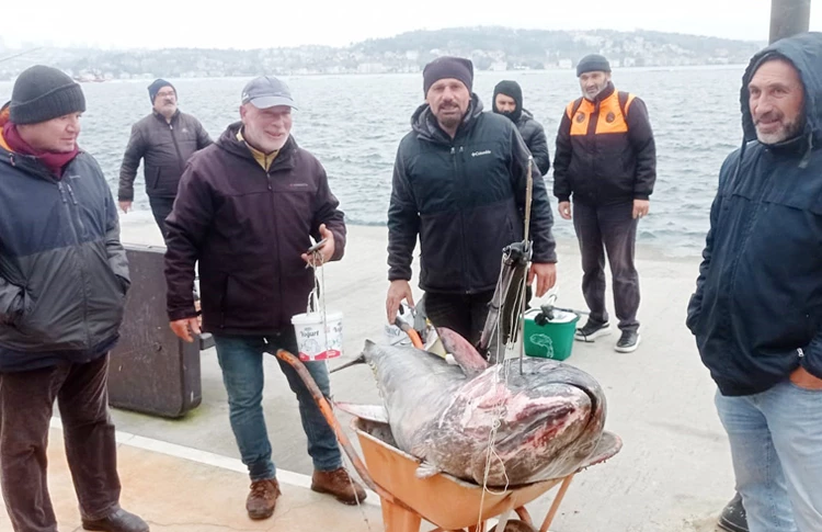 Beykoz Çubuklu sahilinde 187 kiloluk orkinos yakalandı