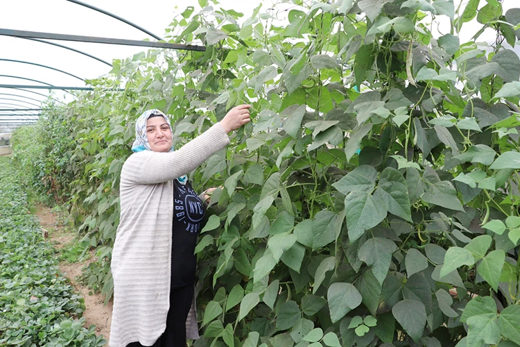 Beykoz’da tarım sektör olma yolunda hızla yol alıyor