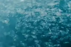 Beykoz'da tehlikeli denizanası istilası