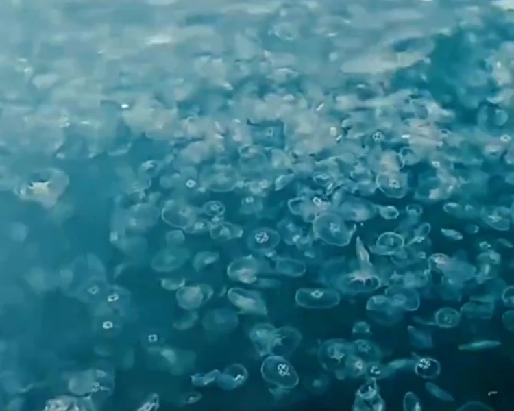 Beykoz'da tehlikeli denizanası istilası