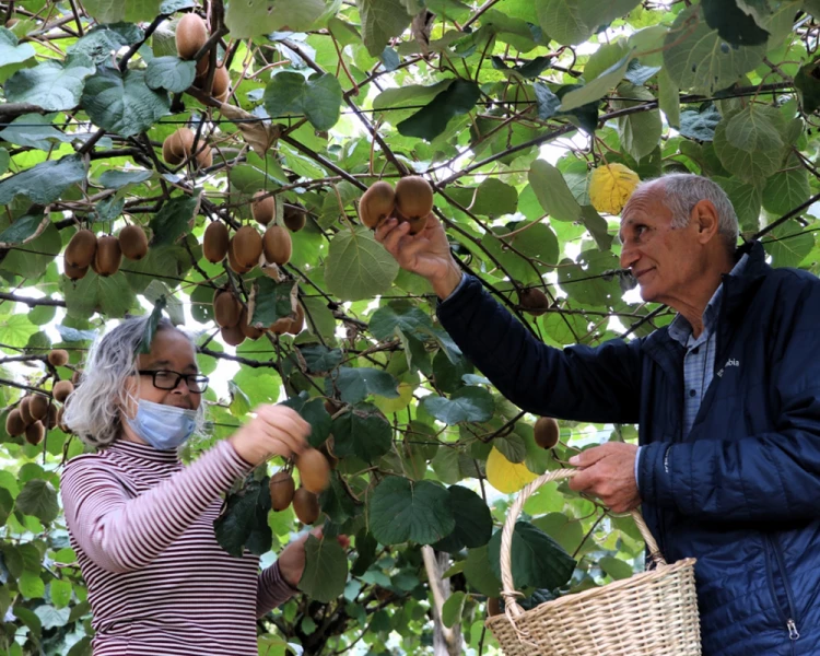 Beykoz'da kayıtlı çiftçi sayısı 5 kat artarak 607 oldu