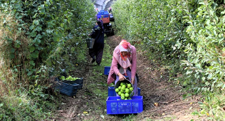 Beykoz'da kayıtlı çiftçi sayısı 5 kat artarak 607 oldu