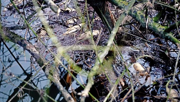 GEÇEN hafta Riva Deresi’nde bir katliam yaşandı. Binlerce balık dereyle