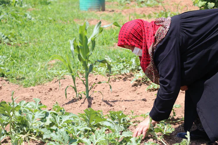 3bintonbeykozkarpuzuha2 FQfVYAJpvu