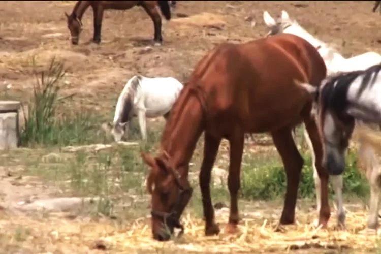 Karantina sebebiyle Adalar’a sokulmayan atlar Beykoz Cumhuriyet Mahallesi’ndeki boş arazide