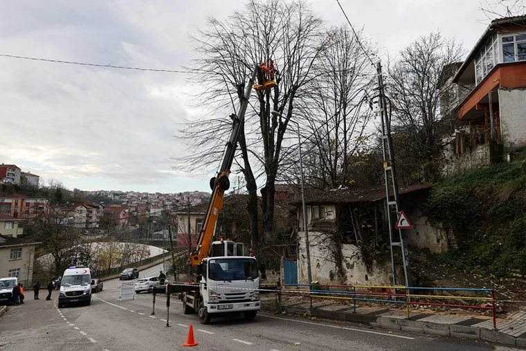 Beykoz’da ağaç budama dönemi başladı 1 ag jRrrwTHfre