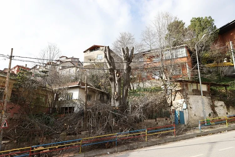 Beykoz’da ağaç budama dönemi başladı 4