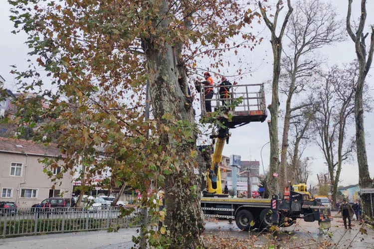 Beykoz’da anıt ağaç mirası ile çevre ve can güvenliğini korumaya