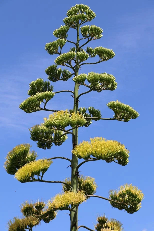 UNESCO'nun koruma altına aldığı ve yüz yıla kadar süren ömrü