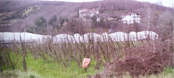 Kuzeyinde Karadeniz, güneyinde Mahmutşevketpaşa, doğusunda Paşamandıra ve batısında Çayağzı ile