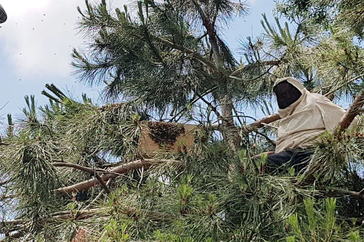 Beykoz Sahiline inen arı kolonisi, sertifikalı arıcı Mehmet Kıran tarafından