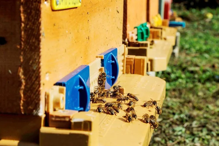 Geçtiğimiz günlerde Uluslarası Bal Festivali'ni yapan Beykoz Belediyesi şimdi de