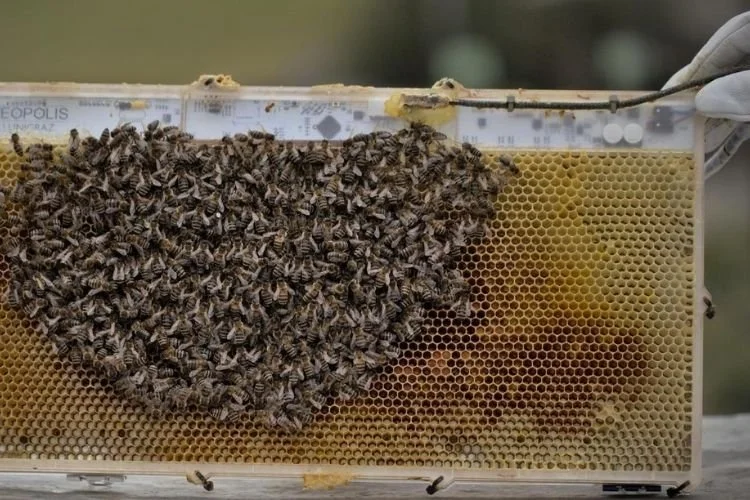 İstanbul’un en çok bal üretilen ilçesi Beykoz’da verimi artırmak için