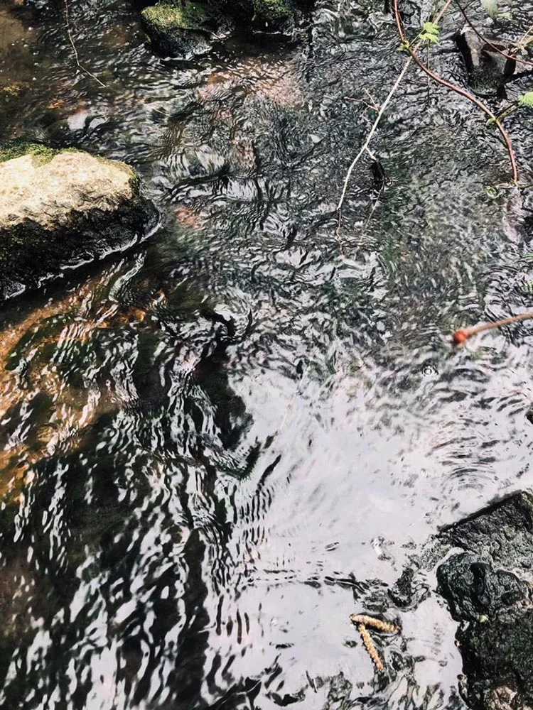 Beykoz’da villaların atık suları 23 yıldır dereye akıyor 2 arte 3 J7Kst8suYT