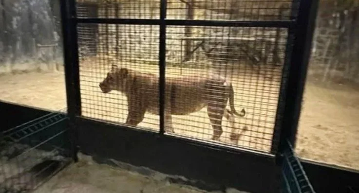 Beykoz'da ormanlık alandan aslan kükremesi sesi geldiğine yönelik yapılan ihbar
