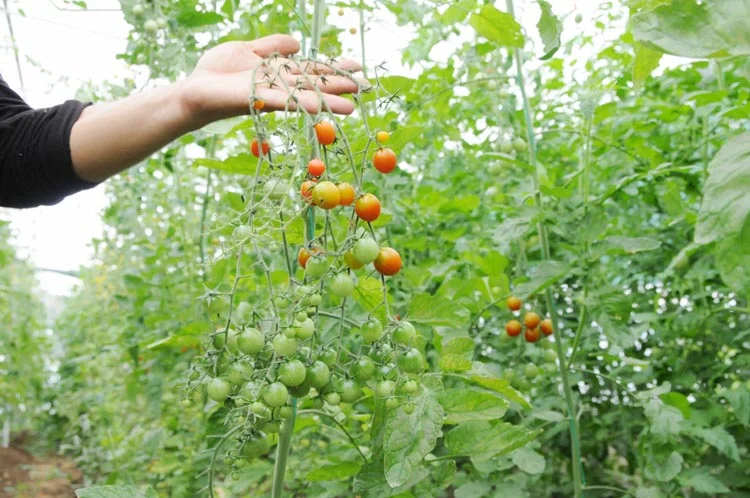 Beykoz'da Sıfır Atık pazarlara açıldı 3 atik 8 4ys85EJC0i