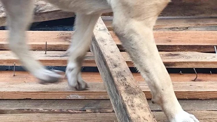 Beykoz Belediyesi, Mahmutşevketpaşa Mahallesi’ndeki hayvan barınağını yıktı. Hayvan severler duruma