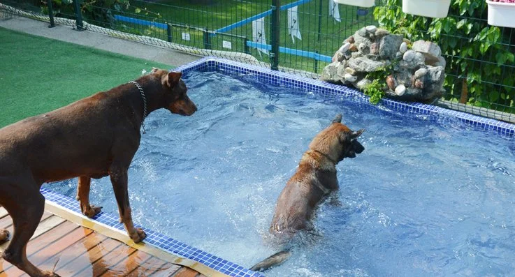 Beykoz'da köpek otelleri de bayrama hazır 2 bbdb3 brnTawLLYF