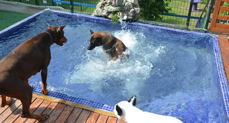 Beykoz'da köpek otelleri de bayrama hazır 3 bbdb4 TmPVlFte4W