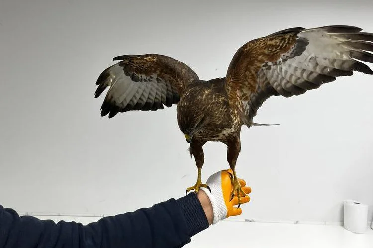 Uçamayan bir vaziyette bulunarak Beykoz Hayvan Rehabilitasyon Merkezi'ne getirilen Doğan