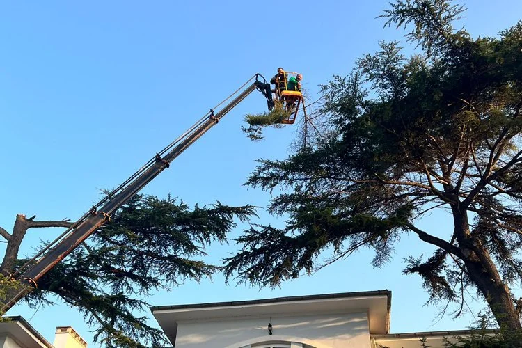 Beykoz’un ağaçlarına ve yeşil dokusuna can verecek budama ve bakım