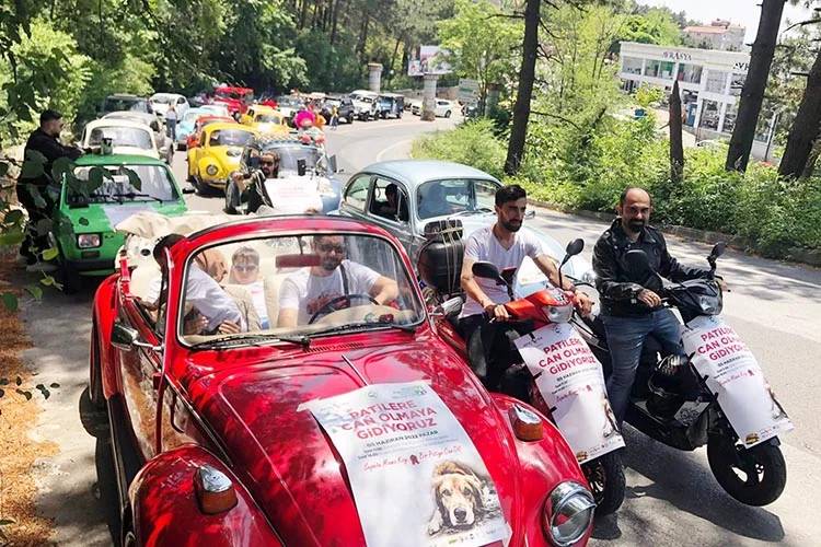 Beykoz’da sokak köpekleri için seferber oldular 2 beykoz ma dSaNLloLfP