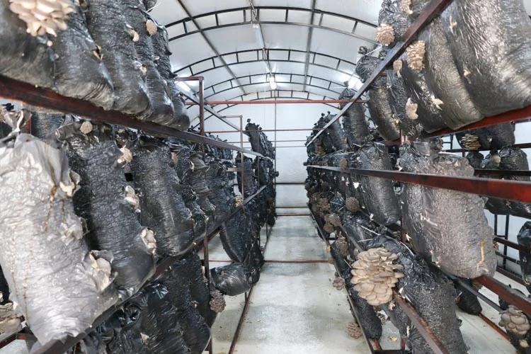 beykoz mant 2bi4CcmH9Y