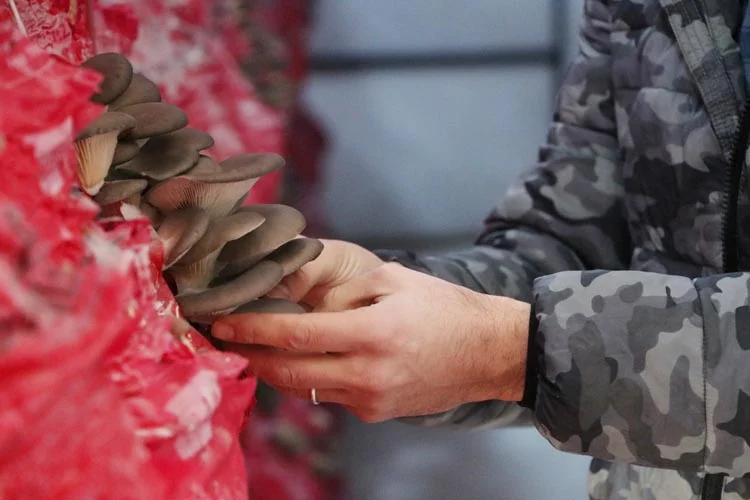 beykoz mant fjBaWUg968