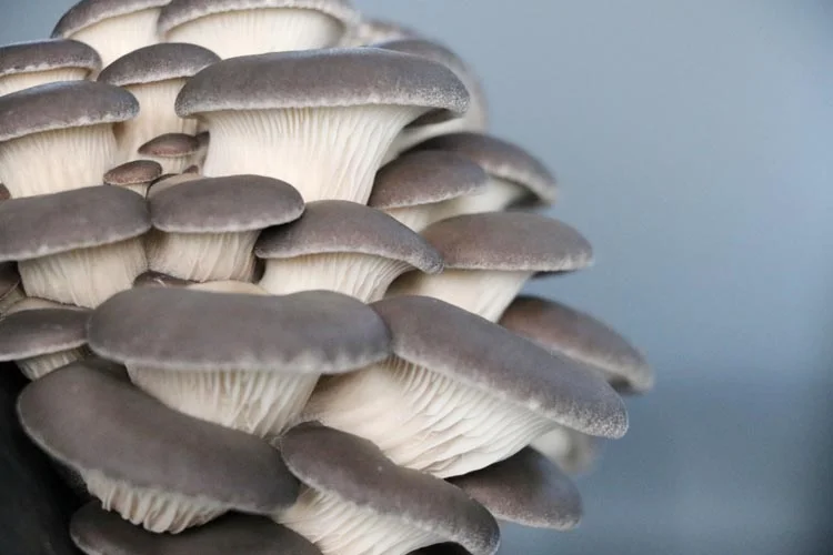 beykoz mantar 6 24Bg 3q1rf