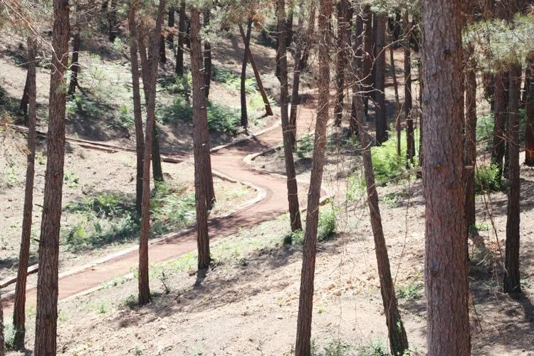 beykoz orma IIpCYkwBTq