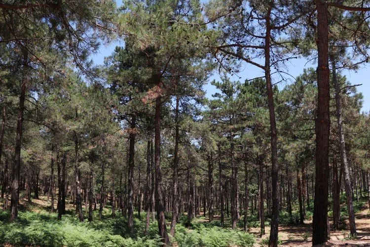 beykoz orman 14 Kv9PKl 4GJ