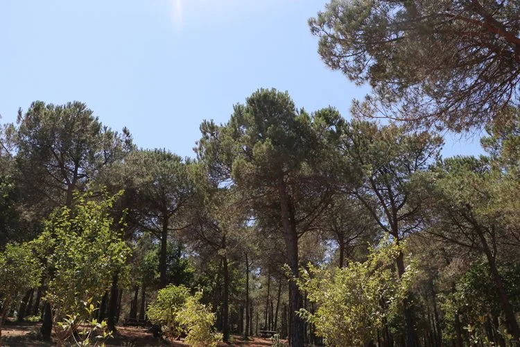 beykoz orman 17 zZNeJiuT9b