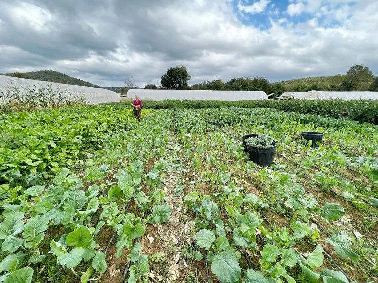 beykoz tar tCJ6IcT7hR