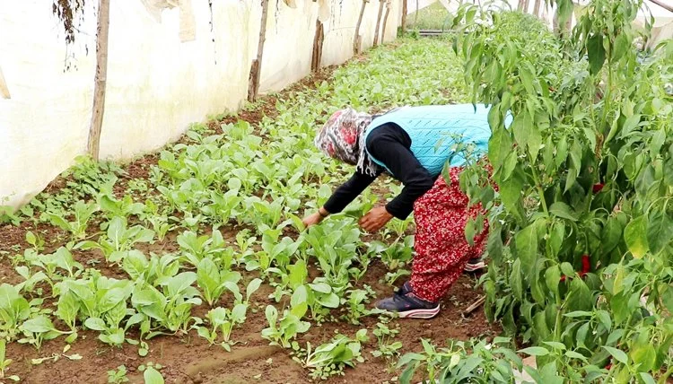 beykoz tarim 5 P3yCIdBZRw