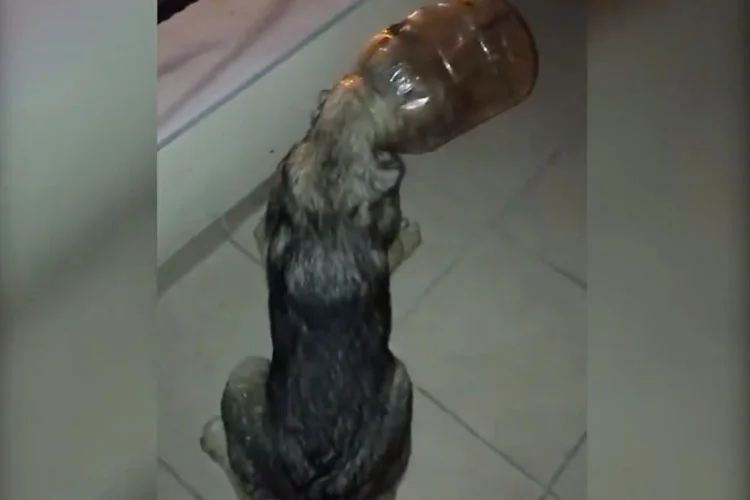 Bir hafta önce bir yavru köpek için Türkiye’nin gündemine oturan