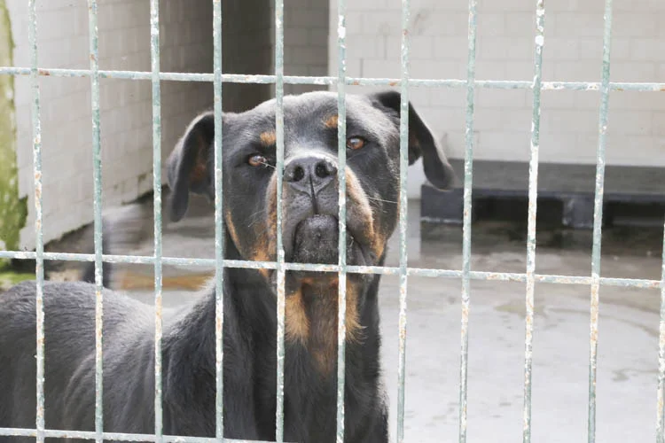 Beykoz Belediyesi Temizlik İşleri Müdürlüğüne bağlı Sokak Hayvanları Rehabilitasyon ve