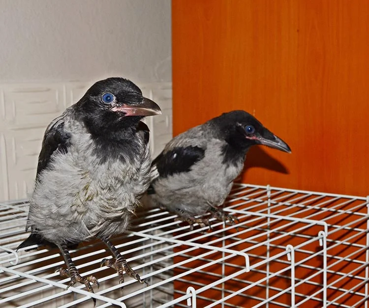 beykoz kar Of rhhUME