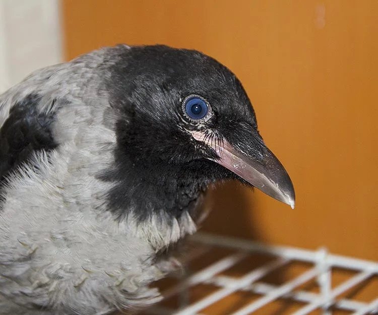 Beykoz’un yaban hayat fotoğrafçısı Berat Akkaş, yuvadan düşen 2 karga