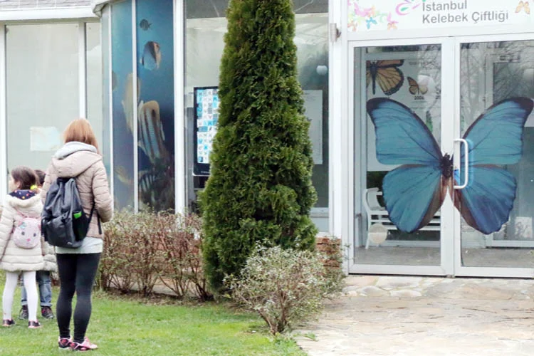 Beykoz'un Zerzevatçı köyündeki kelebek çiftliğini gözlemlemek isteyenlerin ilgisi her geçen