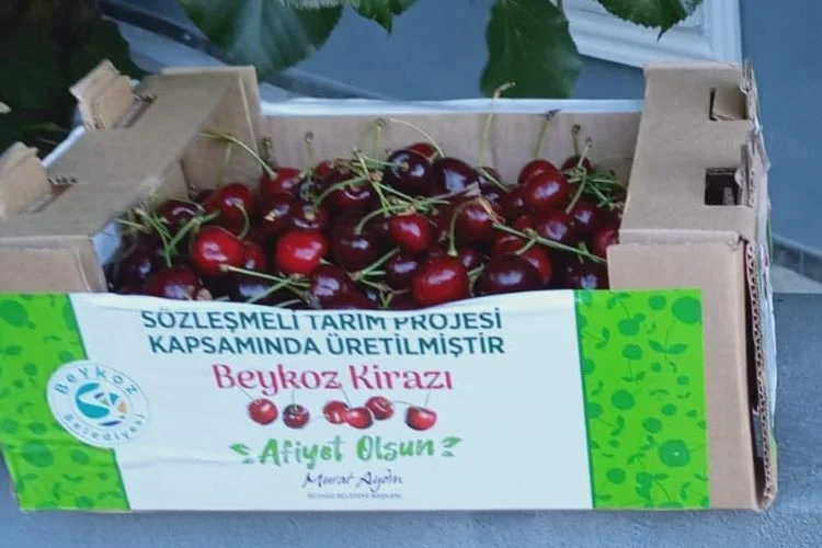 Beykoz’un doğal tarım bahçelerinde yetişen lezzetiyle namlı Beykoz Kirazı’nın hasadı