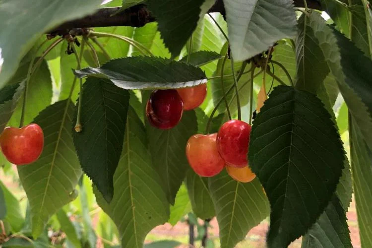 beykoz kiraz 3 8cbbt ealM