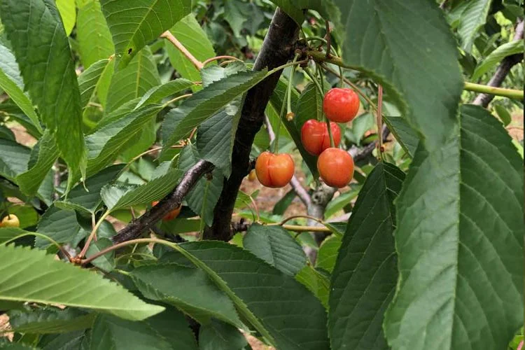 beykoz kiraz 4 CdDtqpMyok