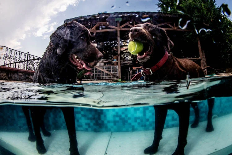 beykoz kopek tedavilerine ev sahipligi yapiy 1RFJRZEp3P