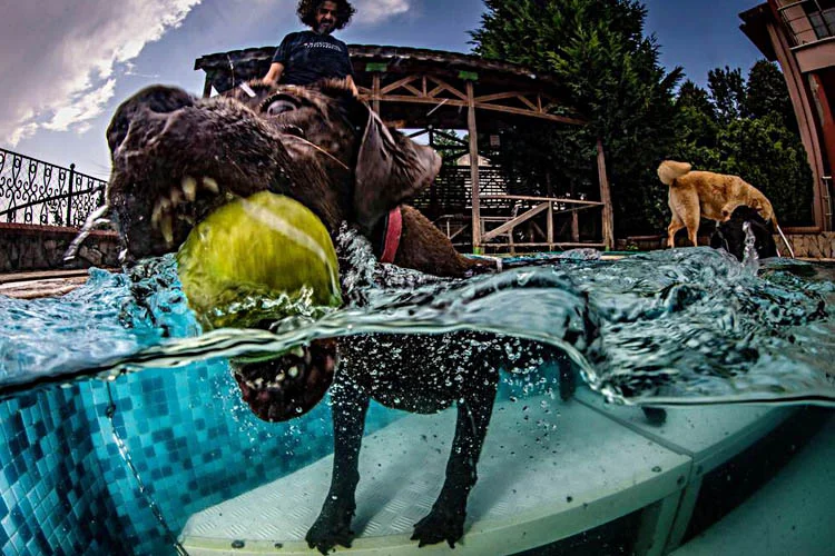 beykoz kopek tedavilerine ev sahipligi yapiy q8GX9Is wT