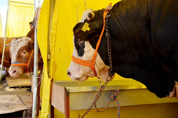 beykoz kurban hareketi qStF7MFr02