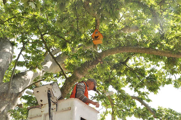 Beykoz Göksu'da bulunan Baruthane Parkı'nda öğrenciler, ağaçlara kuş yuvası astı.