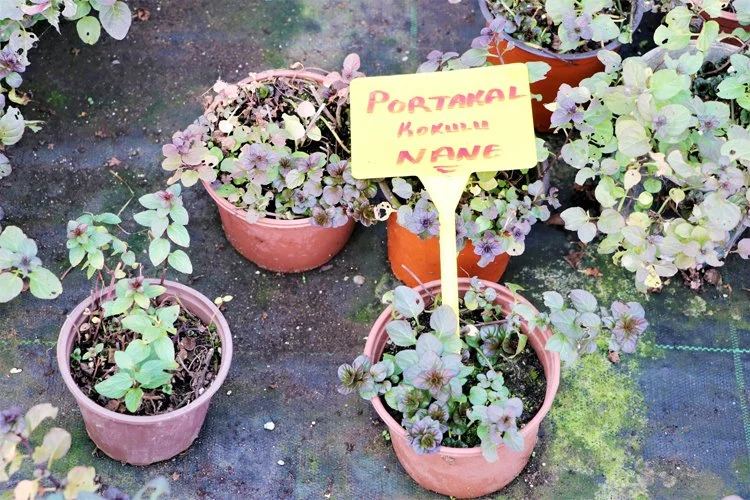 Çin ve Avrupa’dan Beykoz’a getirilen tohumlarla tarım 2 beykoz tar 8S128t 03B