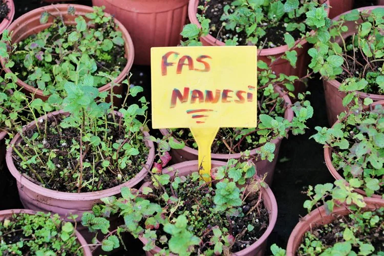 Çin ve Avrupa’dan Beykoz’a getirilen tohumlarla tarım 3 beykoz tar 9mZ2cxG 1d