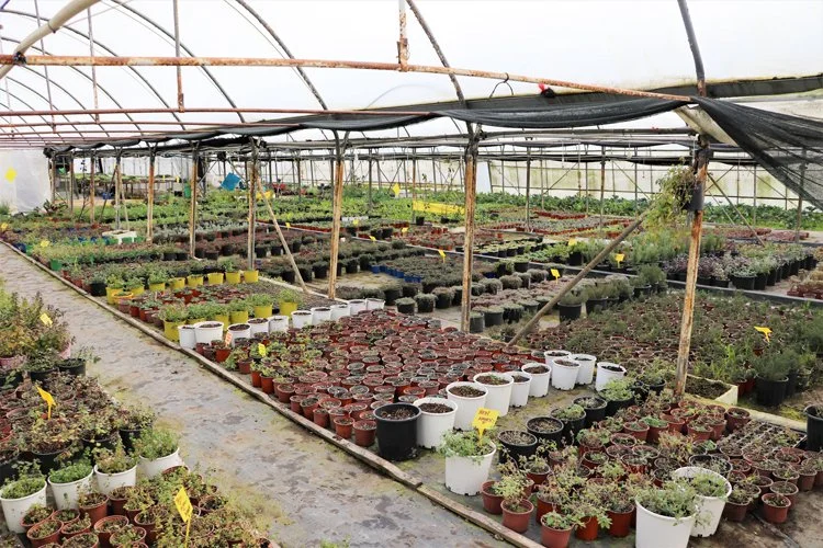 Çin ve Avrupa’dan Beykoz’a getirilen tohumlarla tarım 1 beykoz tar POgqjbLH i