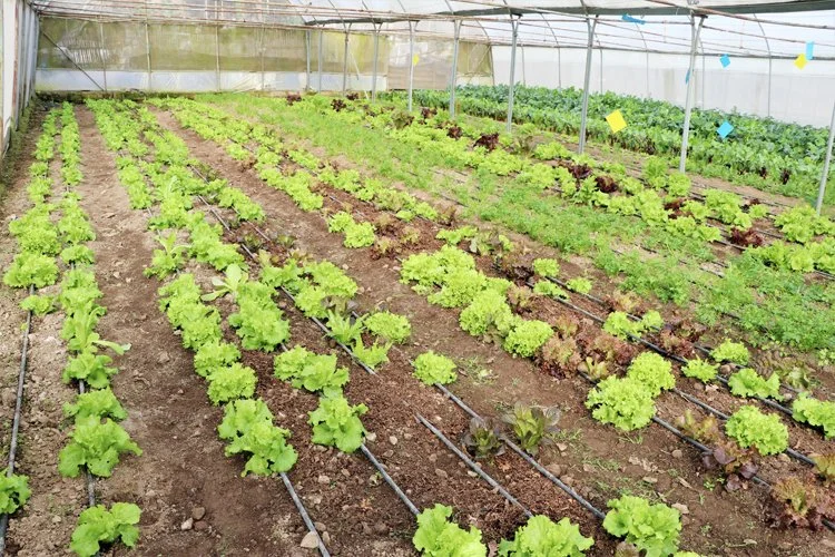 Beykoz’un Mahmut Şevket Paşa Köyü’nde 3 kuşaktır çiftçilik yapan Acar